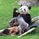 Image for article titled Confused Zoo Officials Awkwardly Celebrate After Endangered Panda Gives Birth To Healthy Northern White Rhino